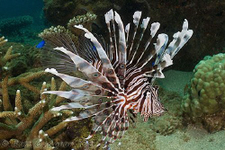Lionfish hot off the sensor from this morning's dive.  Ni... by Ross Gudgeon 